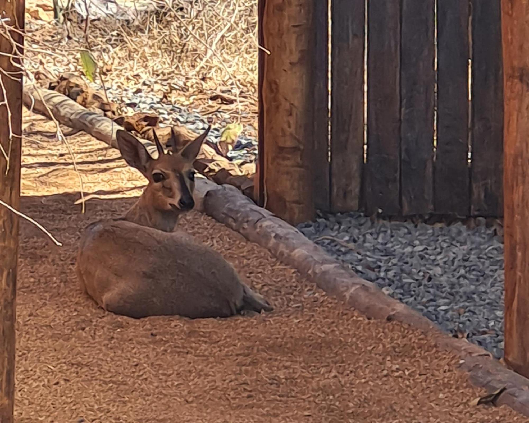 The Dreamcatcher Lodge Hoedspruit Kültér fotó